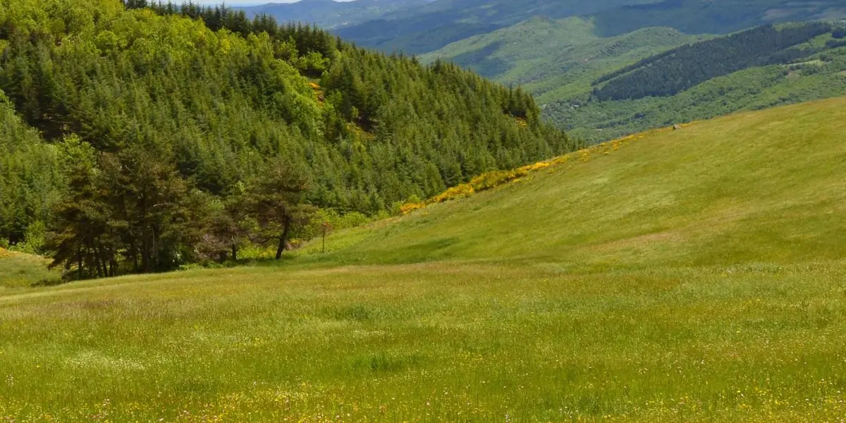 Les collines verdoyantes des Cévennes au printemps, à Barre-des-Cévennes.